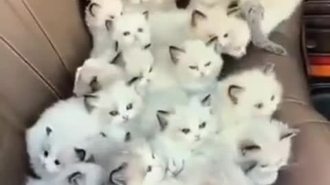 So cute cate baby