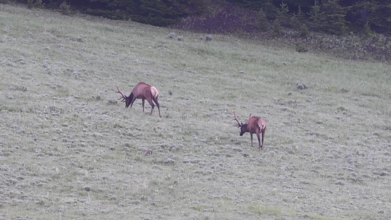 More Elk video coming this week..