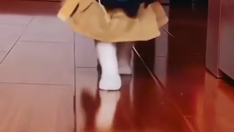 The latest looks in cat fashion