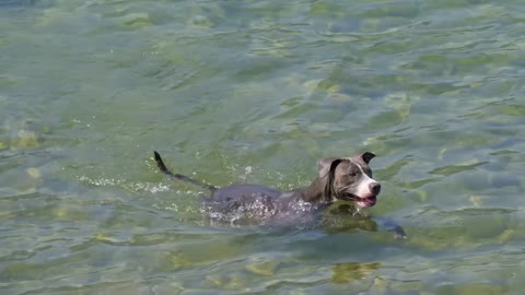 this dog can swim better than me 😂😂