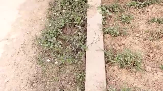 Giant Snake Causing Traffic