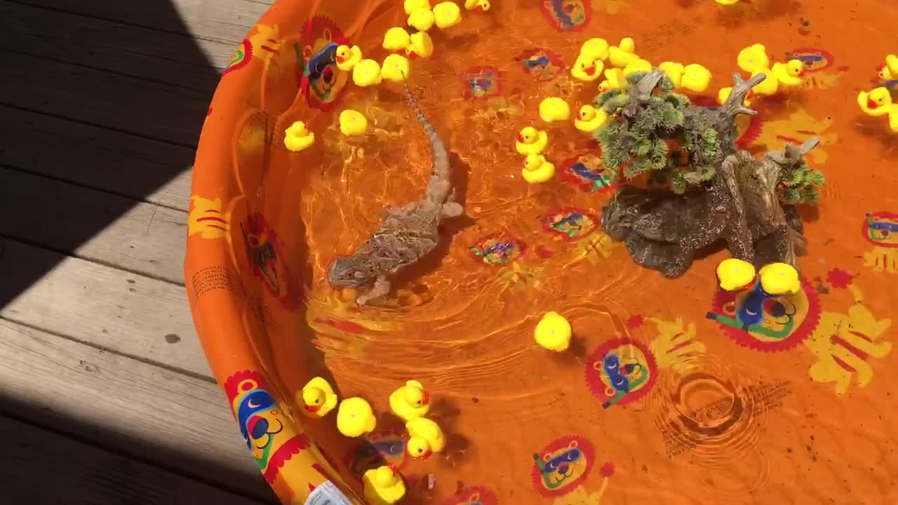 Bearded dragon enjoys swim in kiddie pool