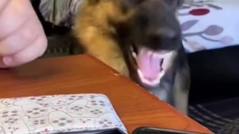 GERMAN SHEPHERD FUNNY DOG TANTRUMS