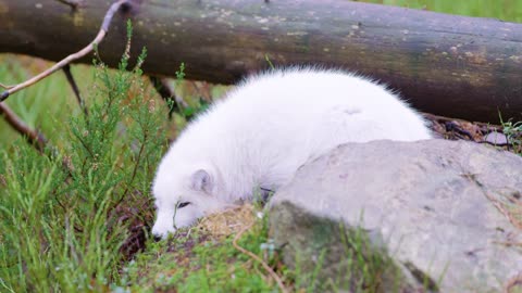 White arctic fox lies and rests at forest floor in the late fall