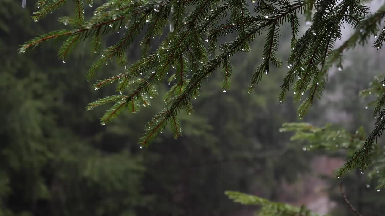 Within 2 Minutes You Will Sleep Instantly with Soft Rain in Forest