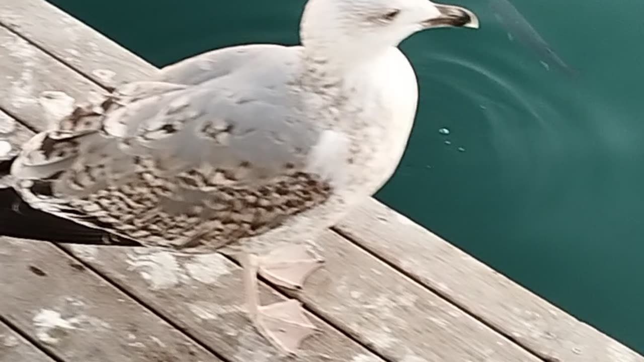 Ducks