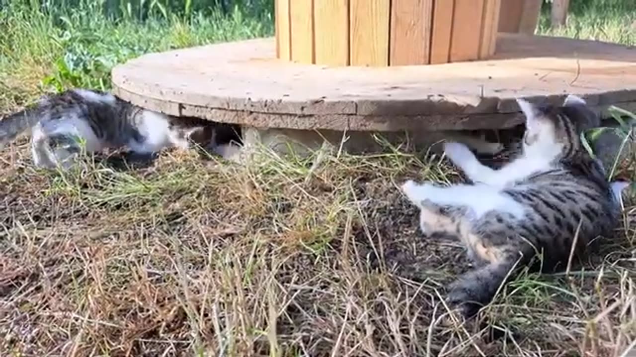 Little kittens are playing. Funny cute kittens fighting