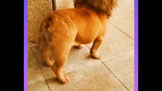 Funny dog chenge in to lion