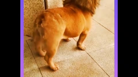 Funny dog chenge in to lion