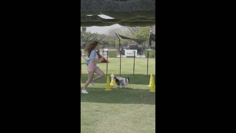 Dog training with our pet animals