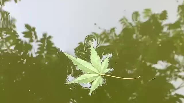 Drifting leaves