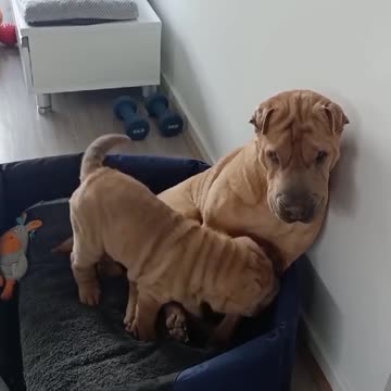 Patient Pup Tolerates Little Puppy's Adorable Antics