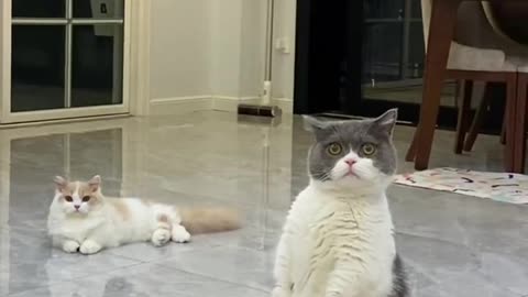 Cat, what are you looking at