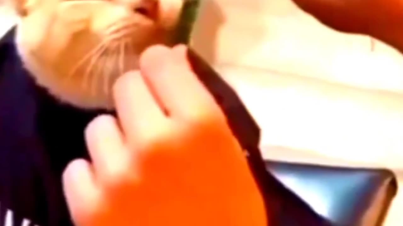 Funny Cat and dog viral #funny #cat #dog #viral