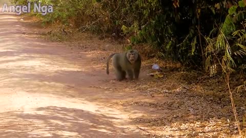 Fake Tiger Prank Monkey Funny Action