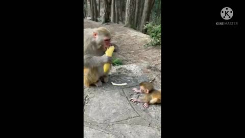 Monkey life