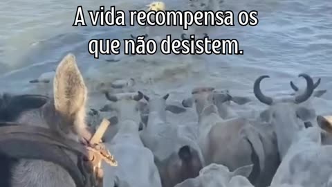 O caminho é longo, mas a recompensa vale a pena.