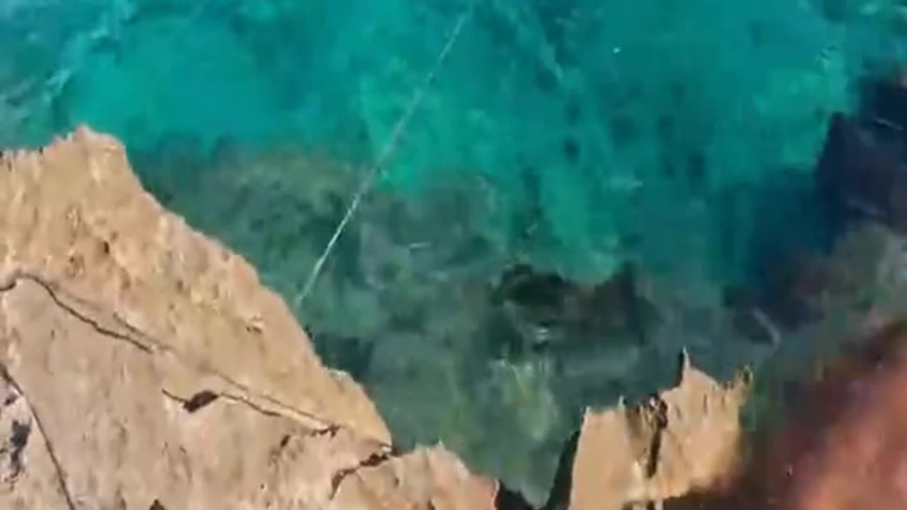 Survival Fishing