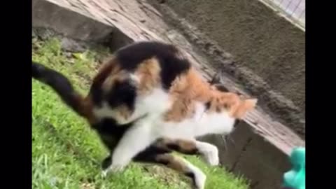 Cat Poop!
