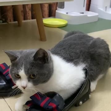 My pet cat wants to wear Boots