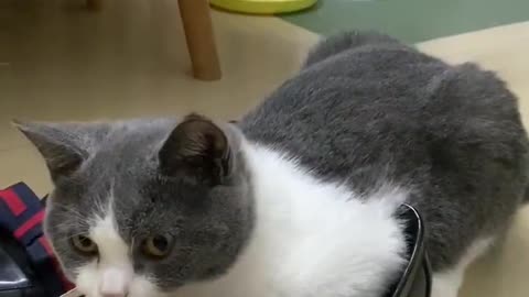 My pet cat wants to wear Boots