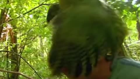 Exotic Bird humps british man