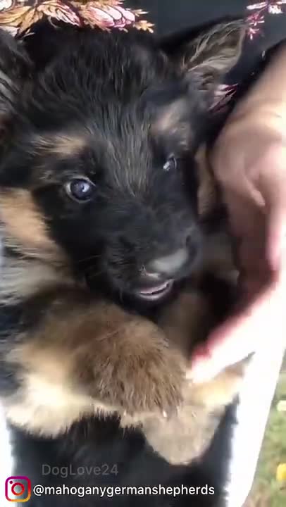 Cute German puppy