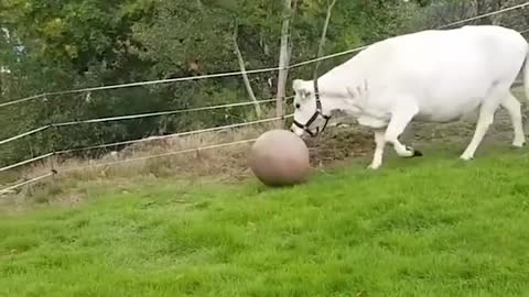 Cow Plays with Pilates Ball