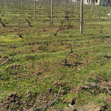 Виноградное поле