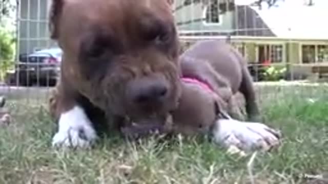 Pitbull growls and snaps at her puppies, in HD.