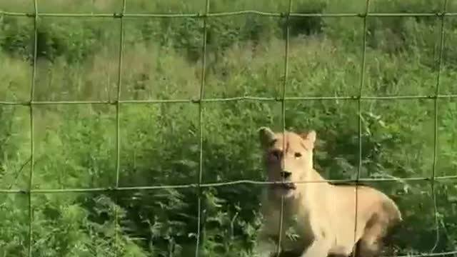 A day on life of mike ( lion feeding day)