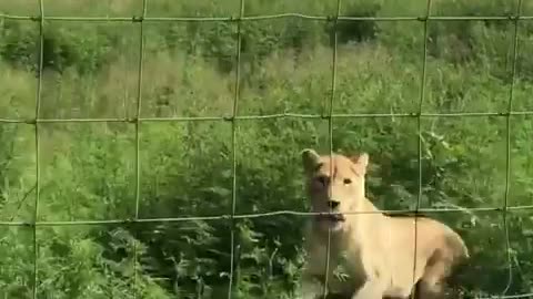 A day on life of mike ( lion feeding day)