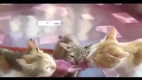 Funny CATS TALKING compilation | Try not to laugh | Home video