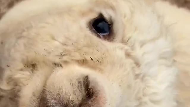 Little lamb
