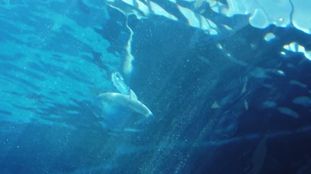 dolphin Aquarium