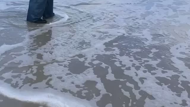 Sheephead from the beach