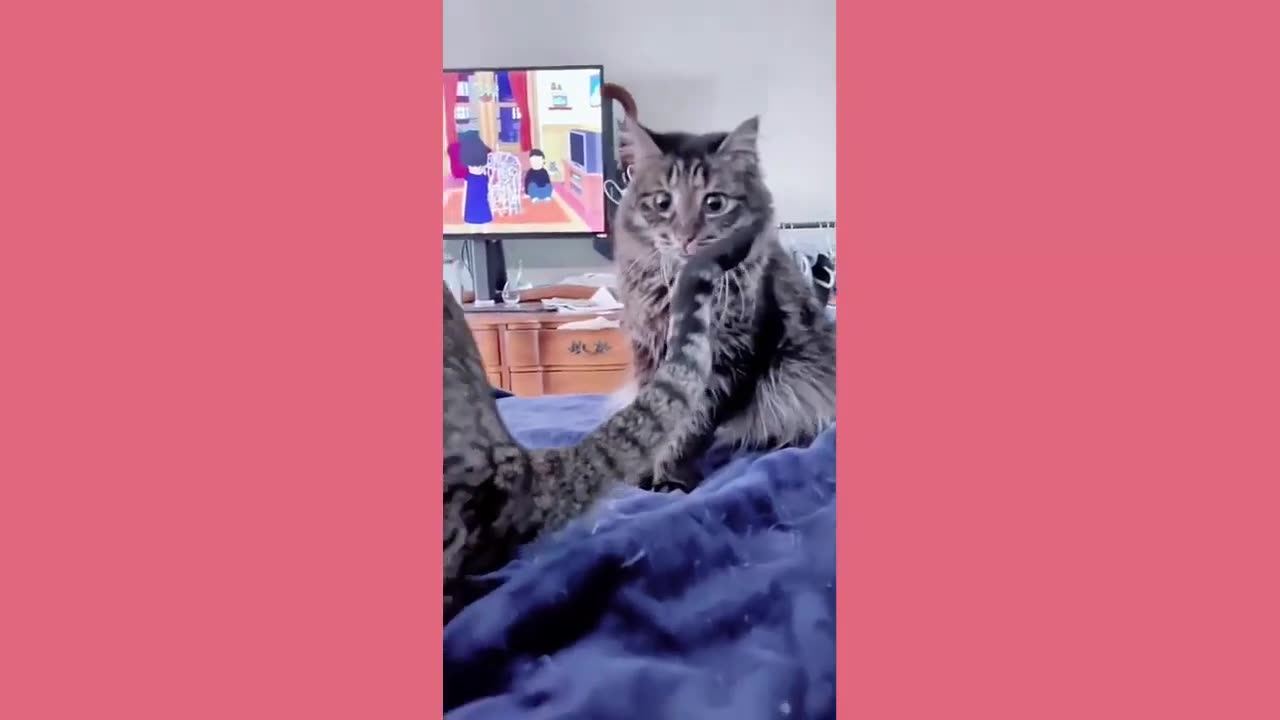 Funny animals - Funny cats and dogs - Funny animal videos 2024