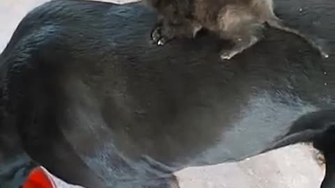 gatito montado en un perro enorme