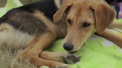 A cute ginger dog lies on a blanket in the meadow and gnaws at its paw