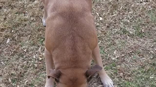 Chubbs playing