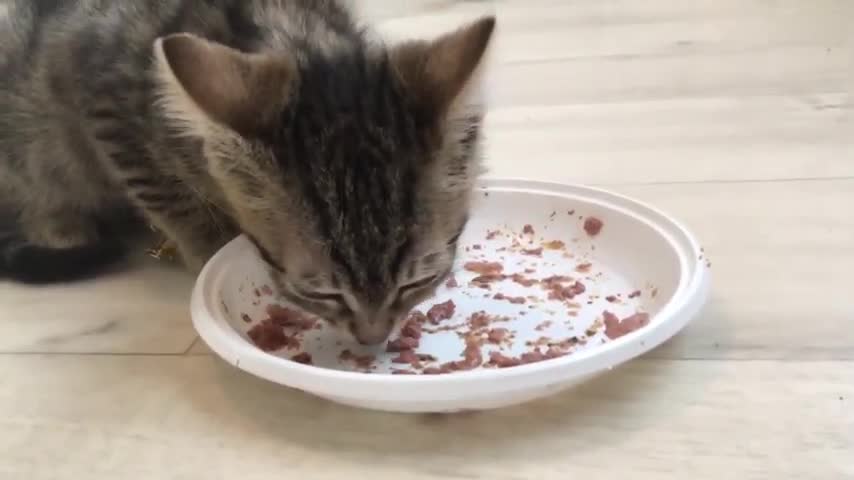 cute kittens first day home foster kitten sweet food ASMR