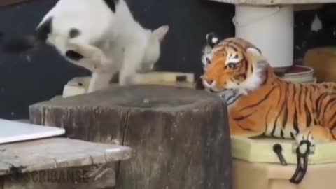 TIGER VS CAT!!! YOU WONT BELIEVE IT