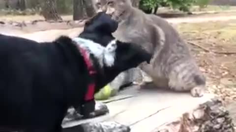 Cute cat and dogs 🐕 funniest video