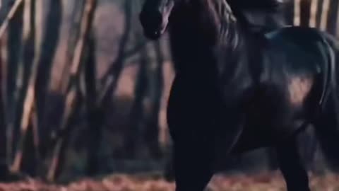 Beautiful horse