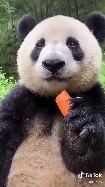 Panda vs. Carrot: The Ultimate Crunch Battle 🐼🥕 | Cuteness Overload