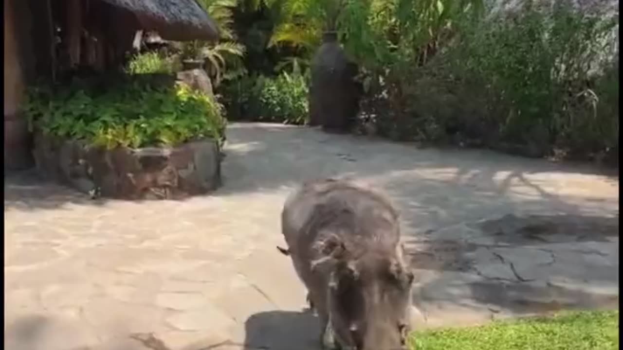 Petting A Warthog