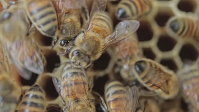 close up view of bees in a honeycomb