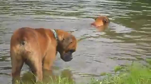 Phoenix Ridge Boxers, at the lake!