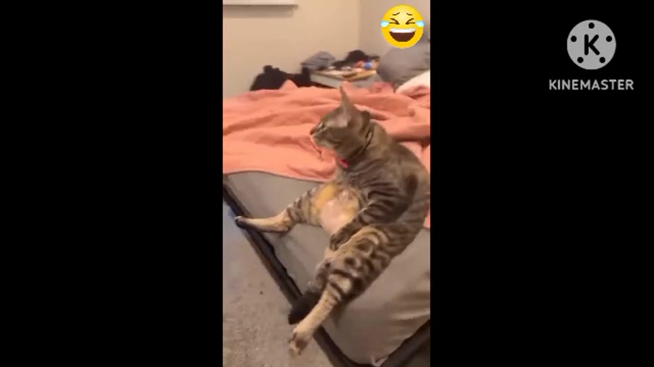 Funny cats