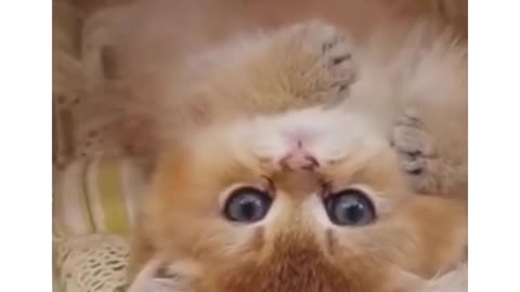 Cat cute